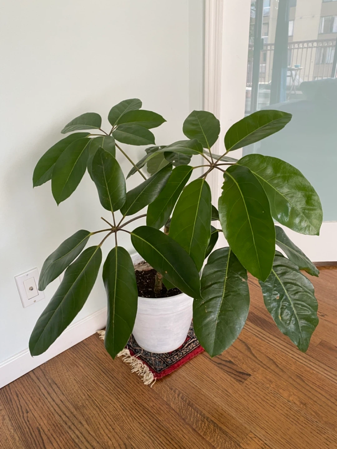 Schefflera Plant