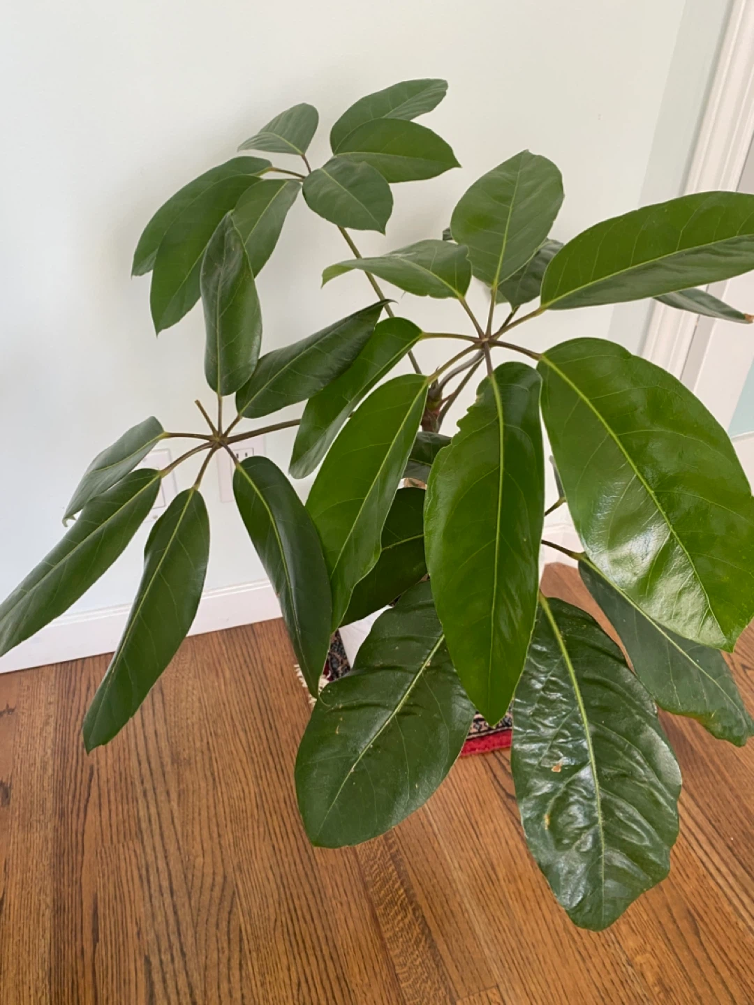 Schefflera Plant - photo 2