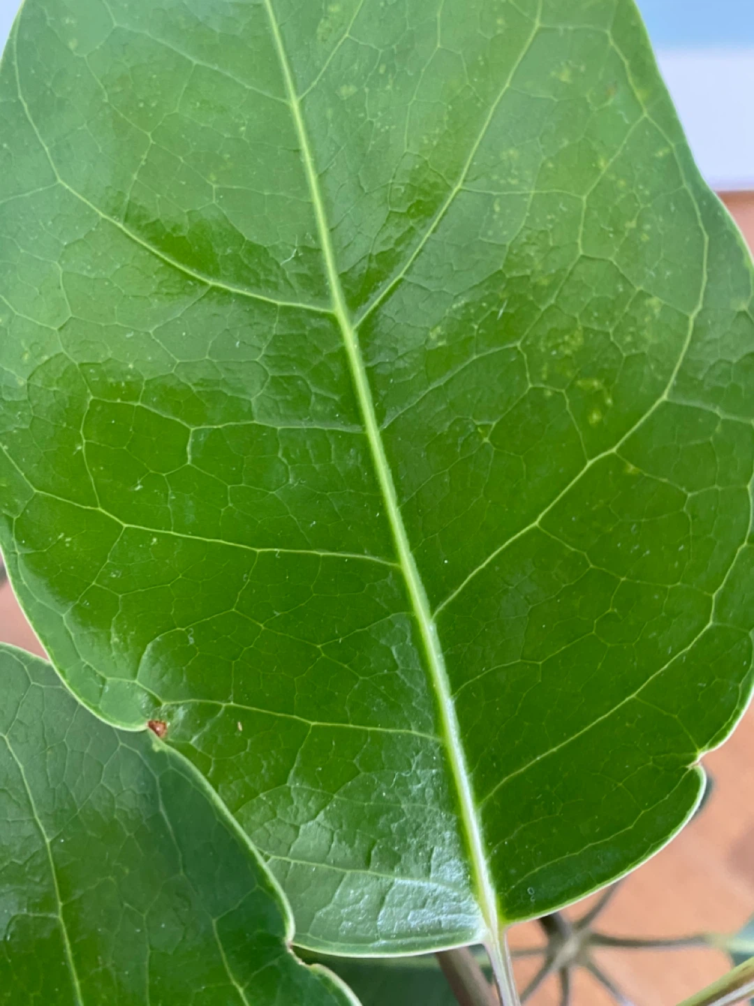 Schefflera Plant - photo 3