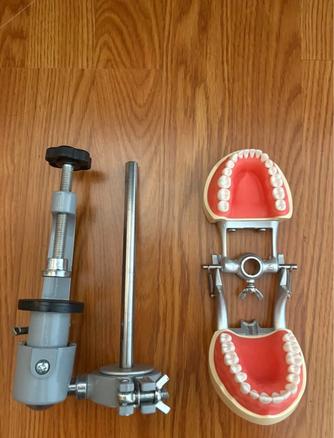 Typodont with stand