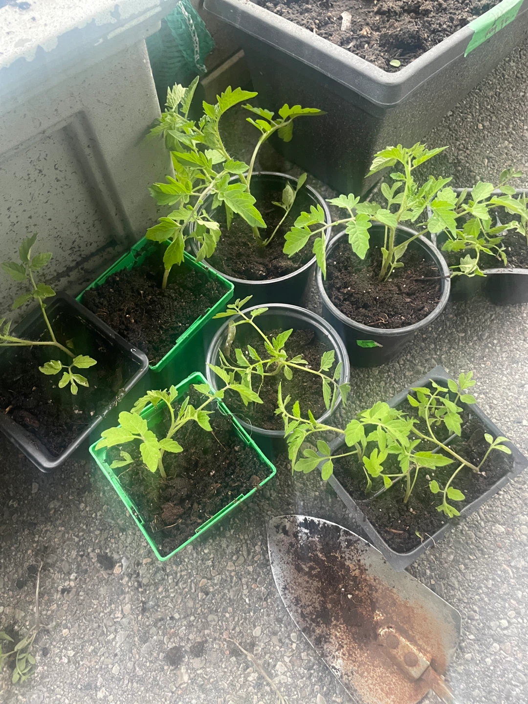 Tomato Seedling Plants 10 plants
