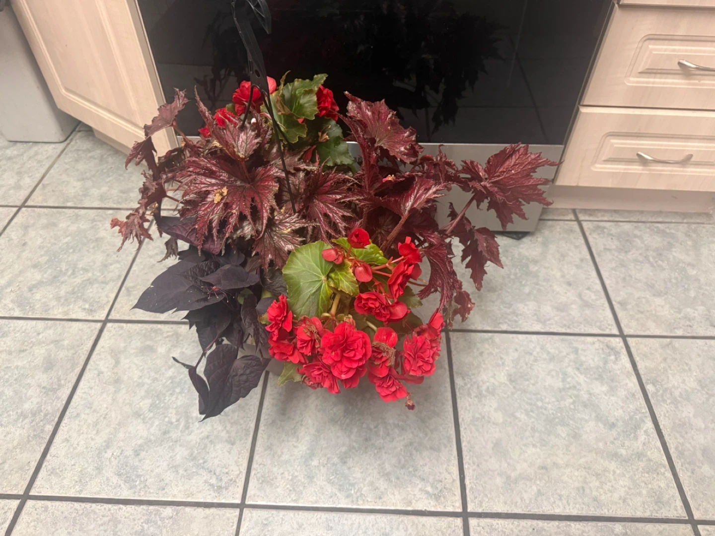 Assorted Begonia Plants in Pot - photo 3