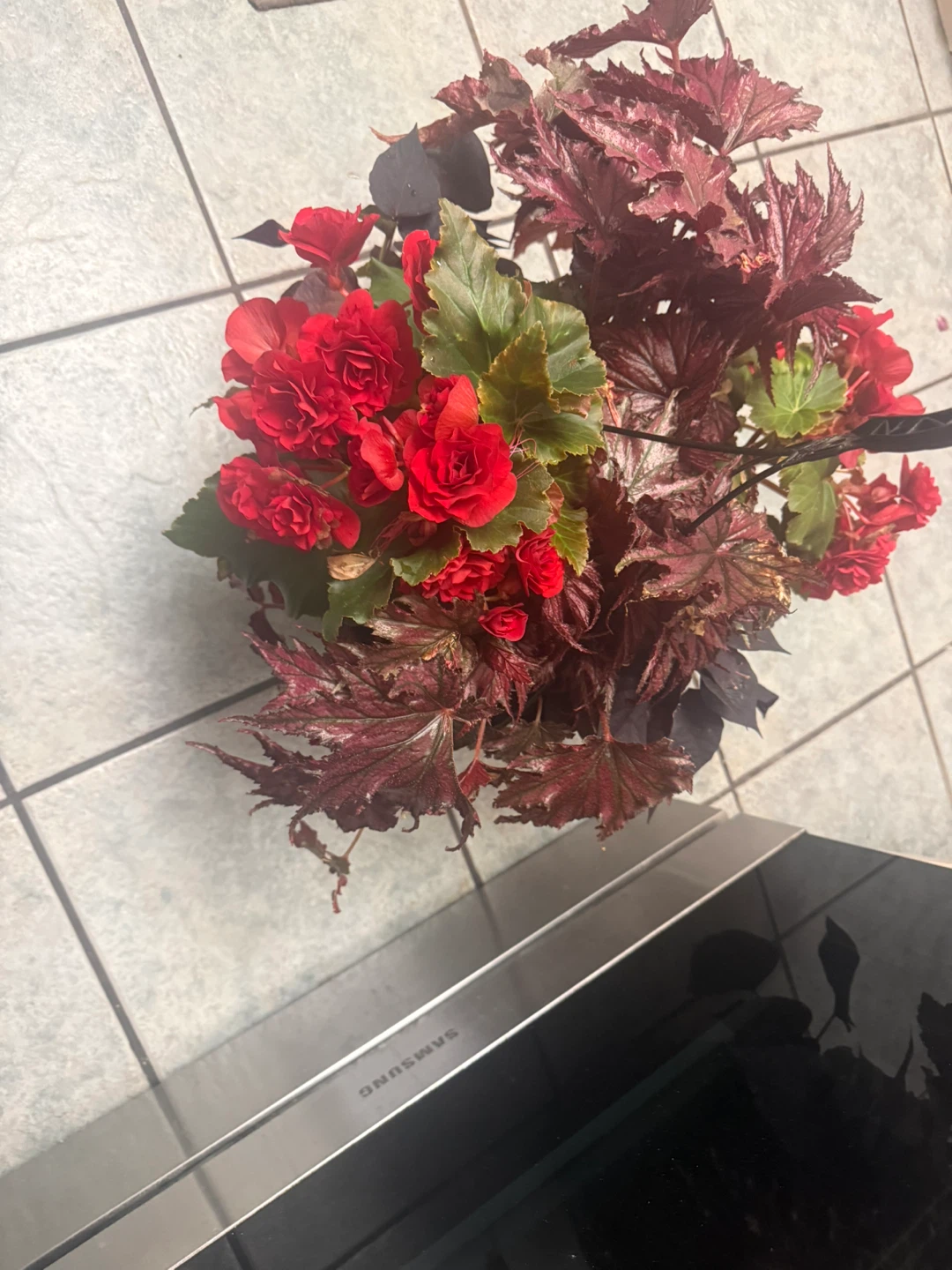 Assorted Begonia Plants in Pot - photo 2