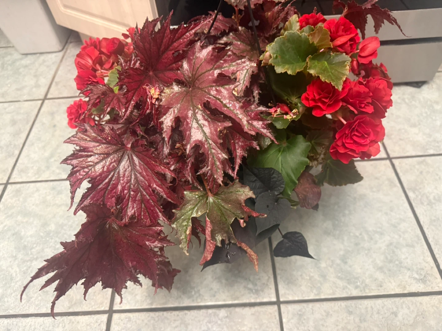 Assorted Begonia Plants in Pot