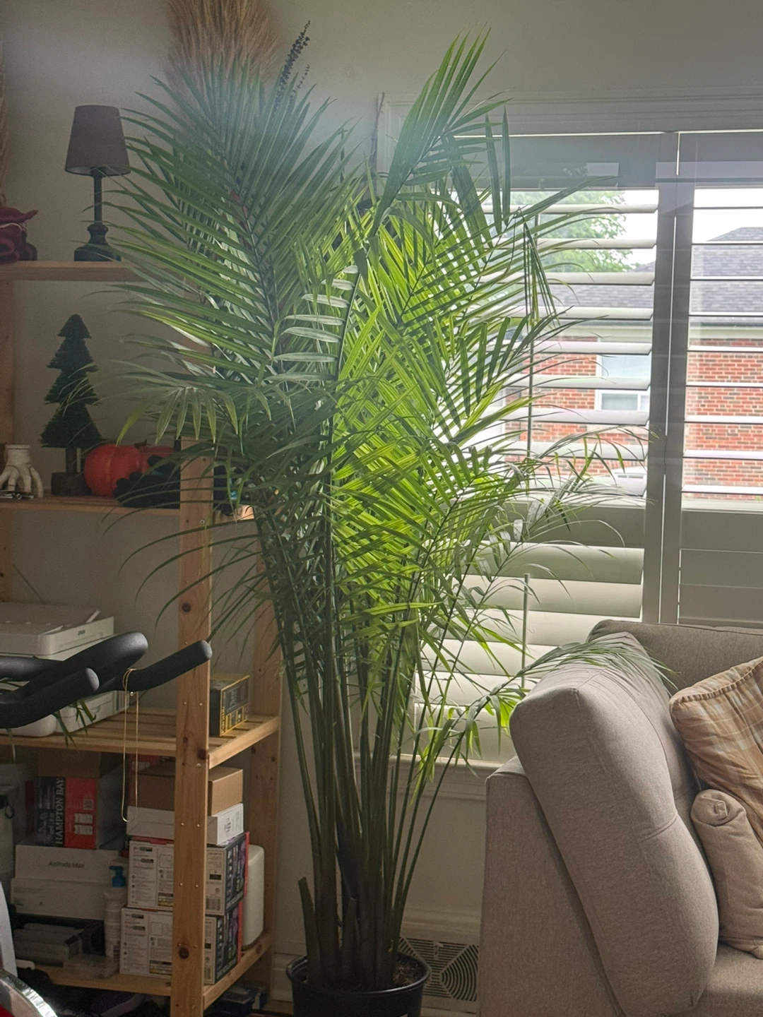 Large Areca Palm Plant