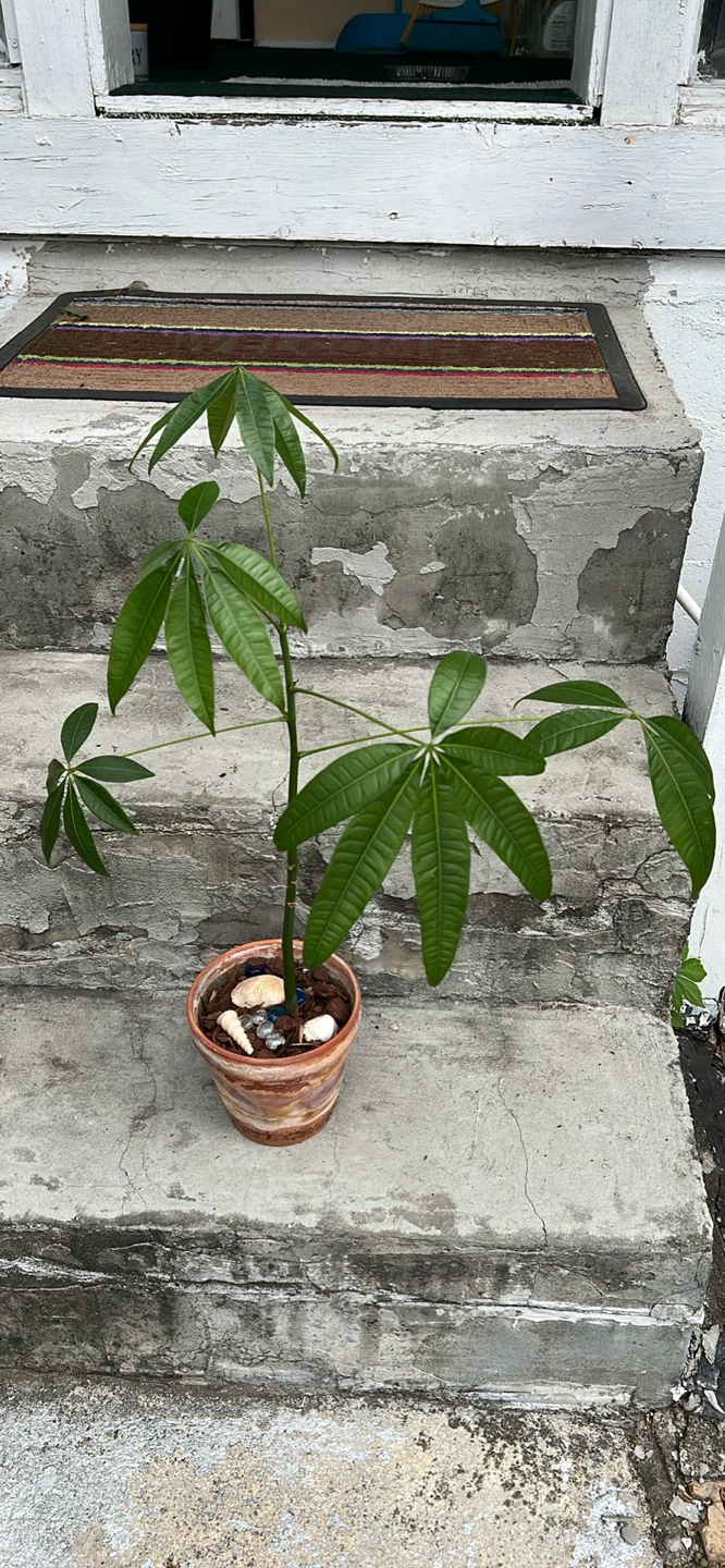 Money Tree Plant in nice terracotta pot - photo 2