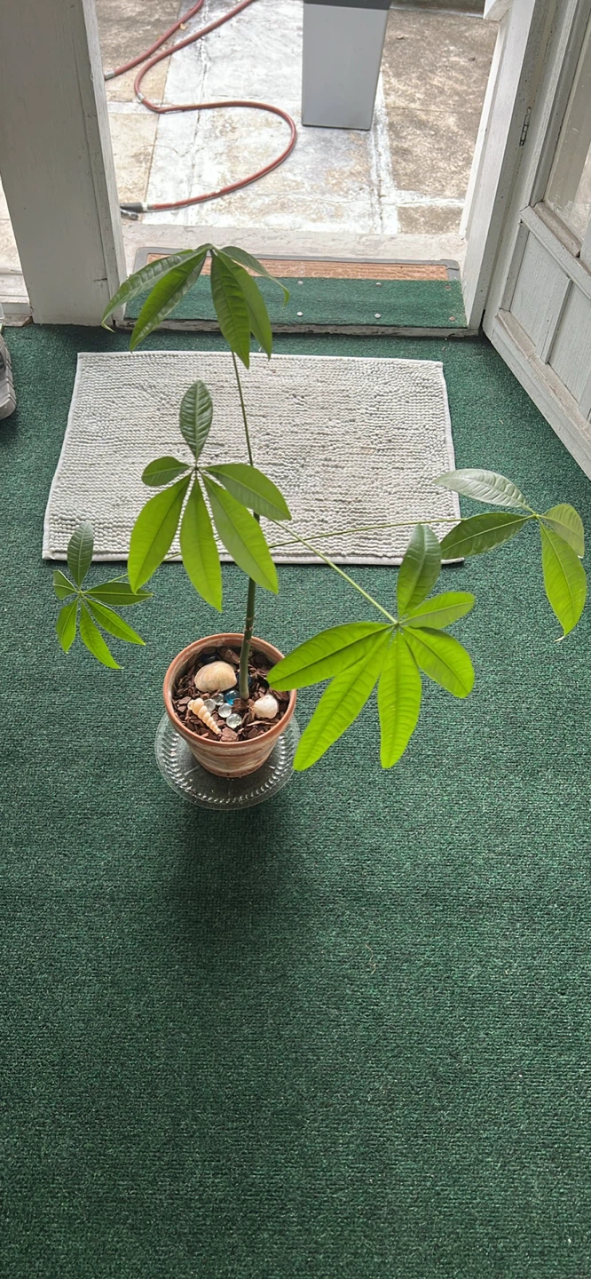 Money Tree Plant in nice terracotta pot