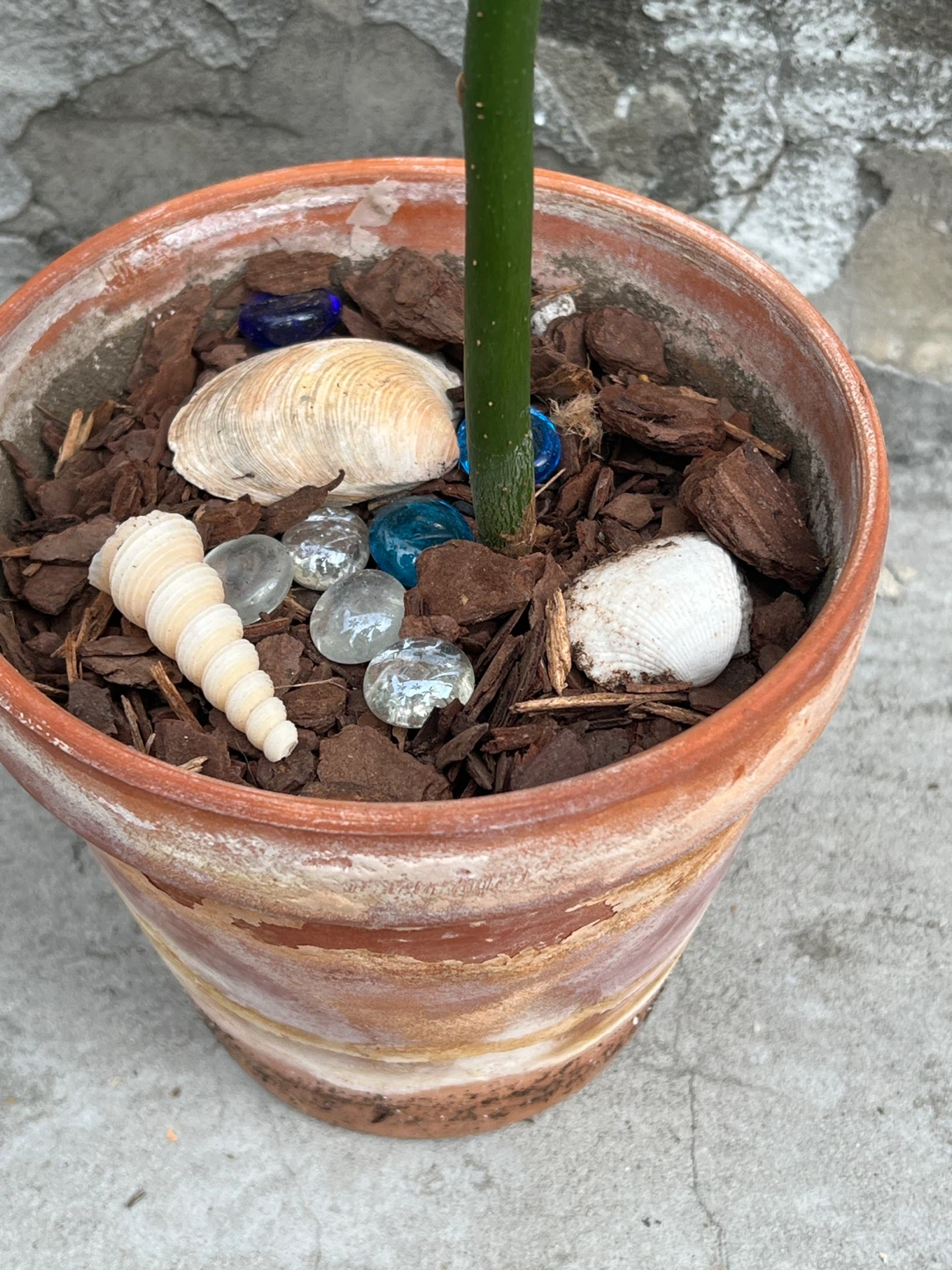 Money Tree Plant in nice terracotta pot - photo 3