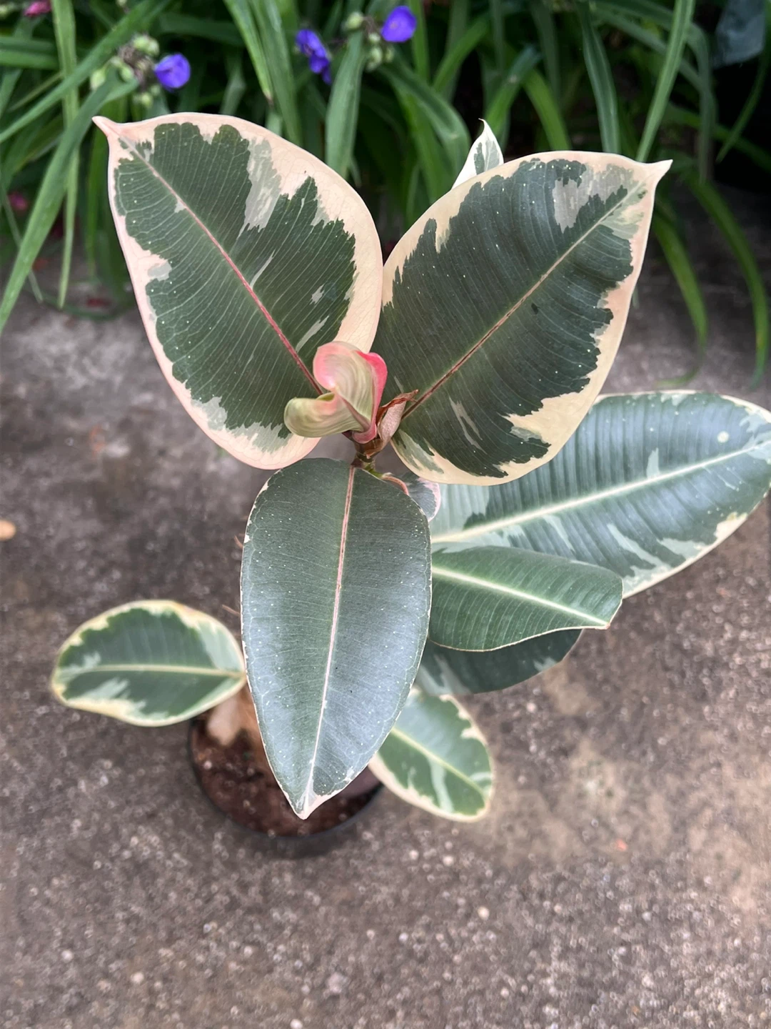 32” height Ficus Elastica Tineke (Tricolor) Rubber Plant - photo 2