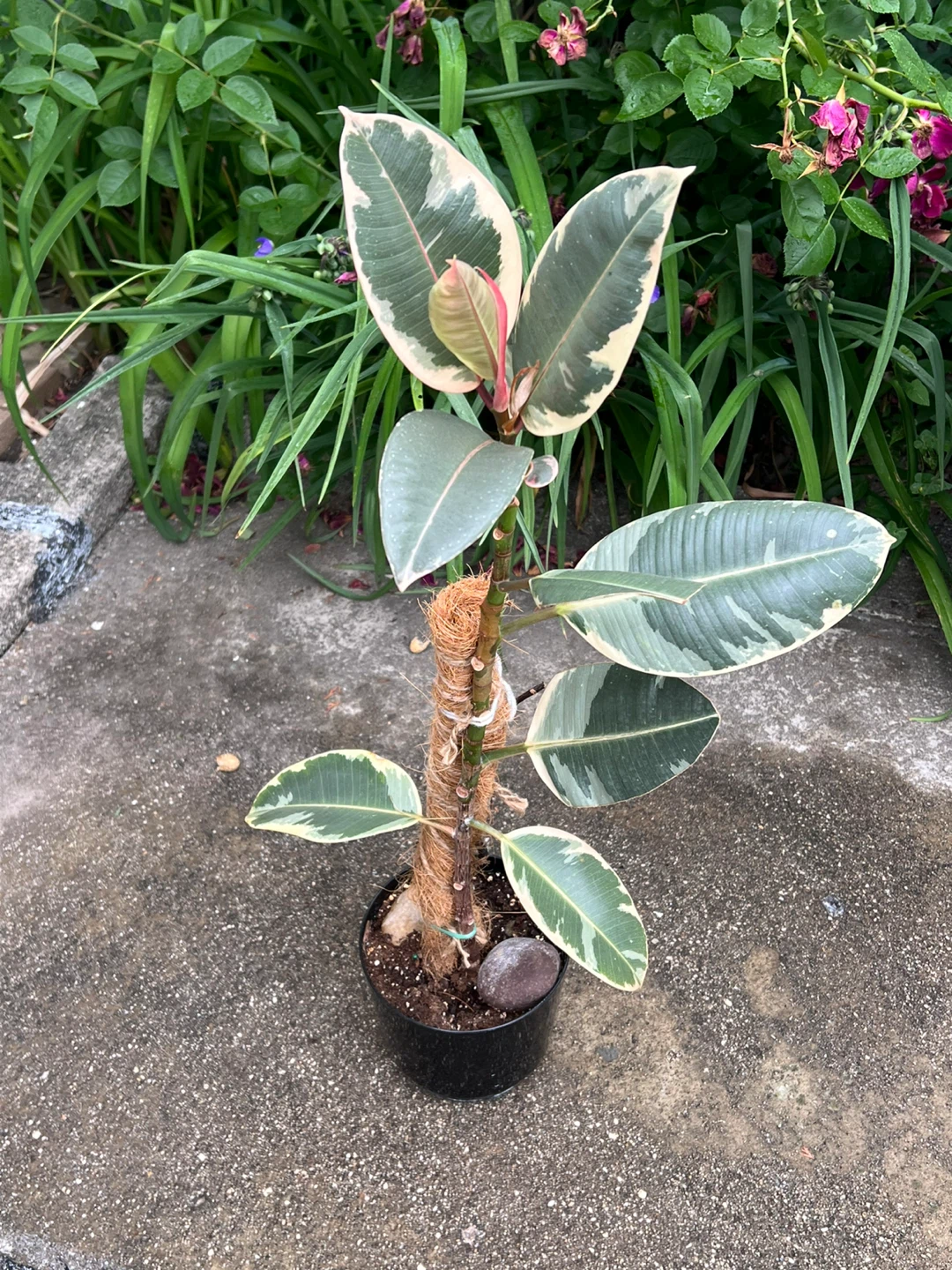 32” height Ficus Elastica Tineke (Tricolor) Rubber Plant