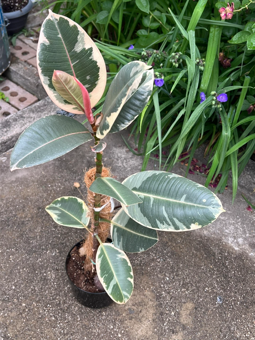 32” height Ficus Elastica Tineke (Tricolor) Rubber Plant - photo 3