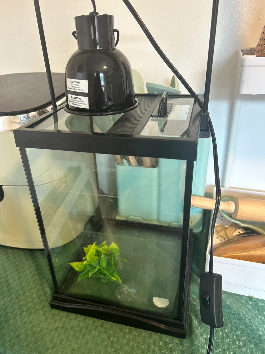 Small Glass Terrarium/Tank with Lamp