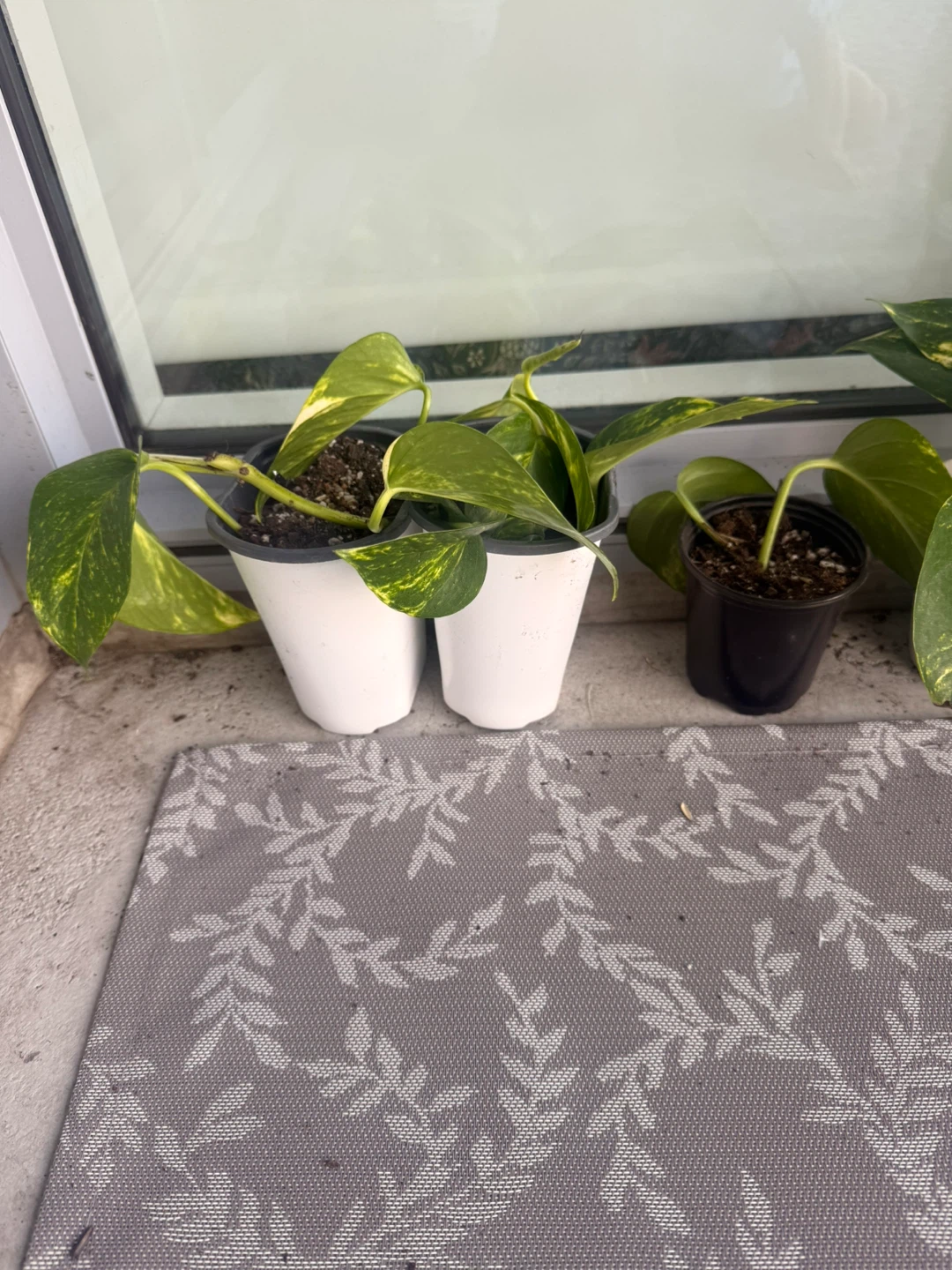 Pothos Plants - photo 2