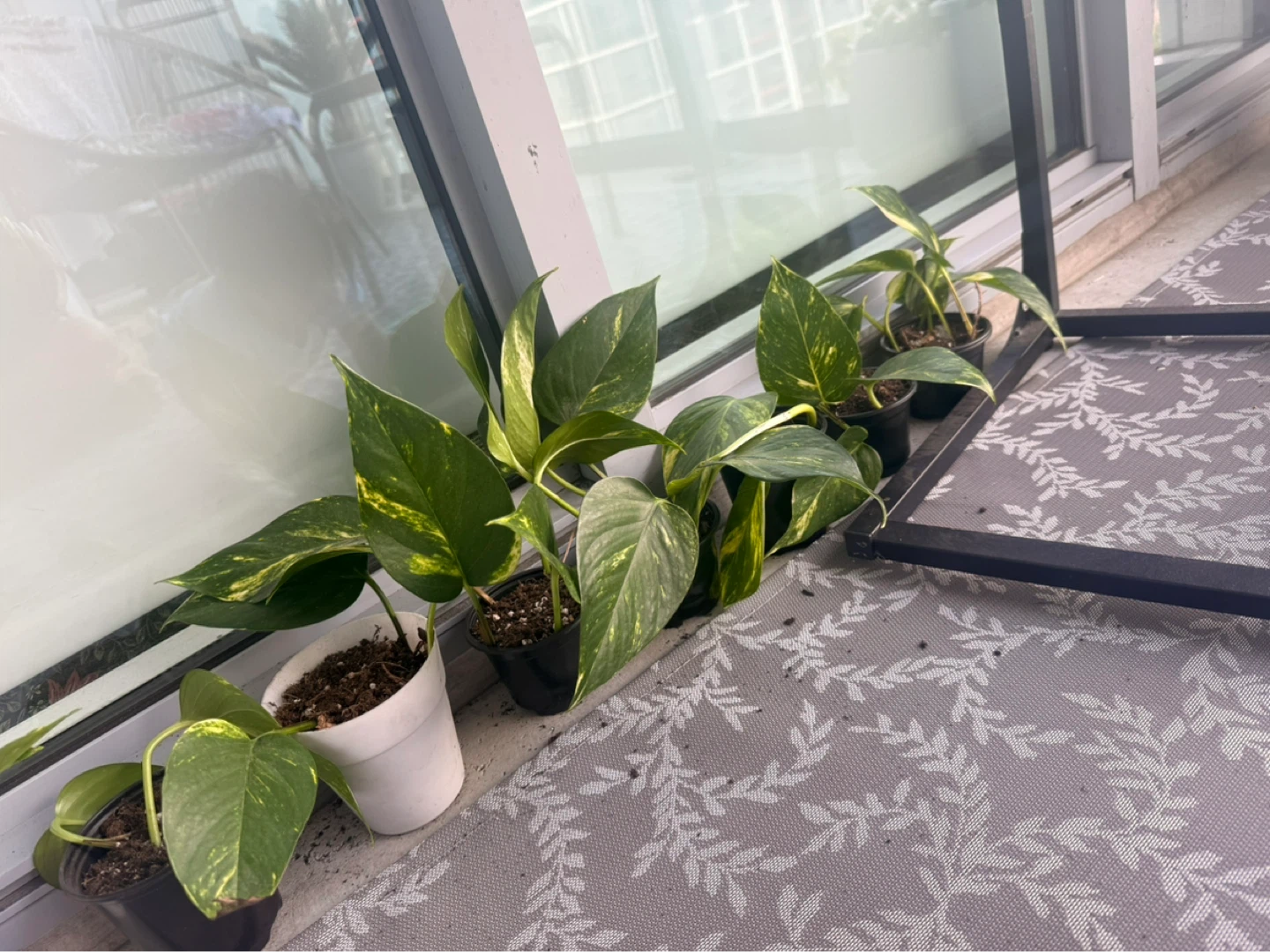 Pothos Plants