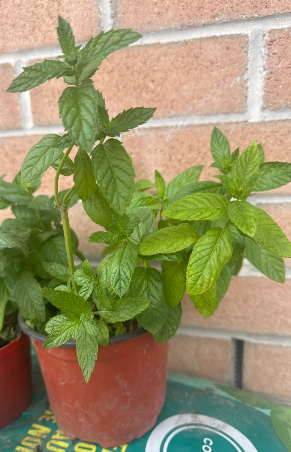 Fresh organic Mint Plant
