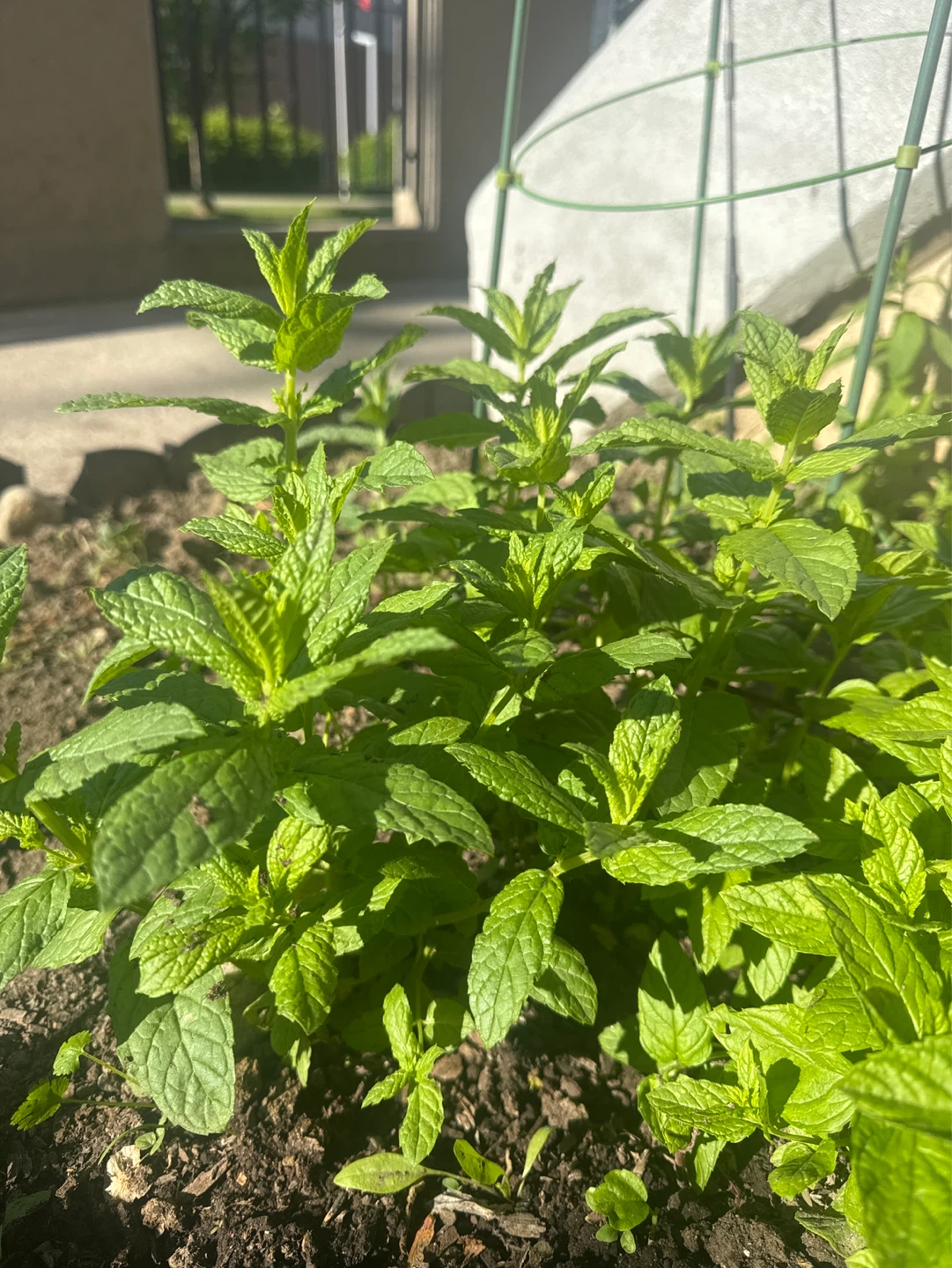 Fresh organic Mint Plant - photo 3
