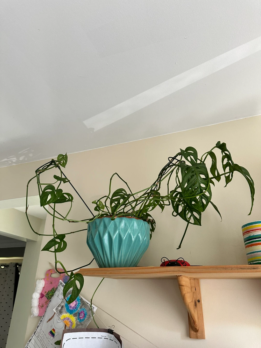 Monstera Adansonii Plant in Teal Pot - photo 2