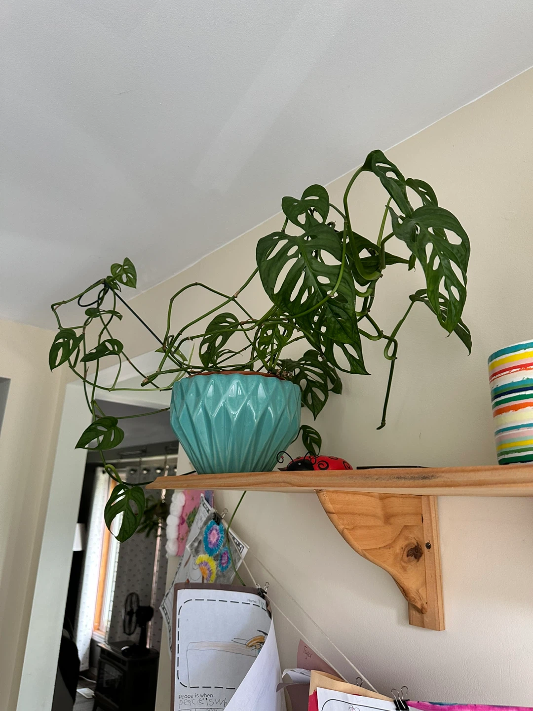 Monstera Adansonii Plant in Teal Pot