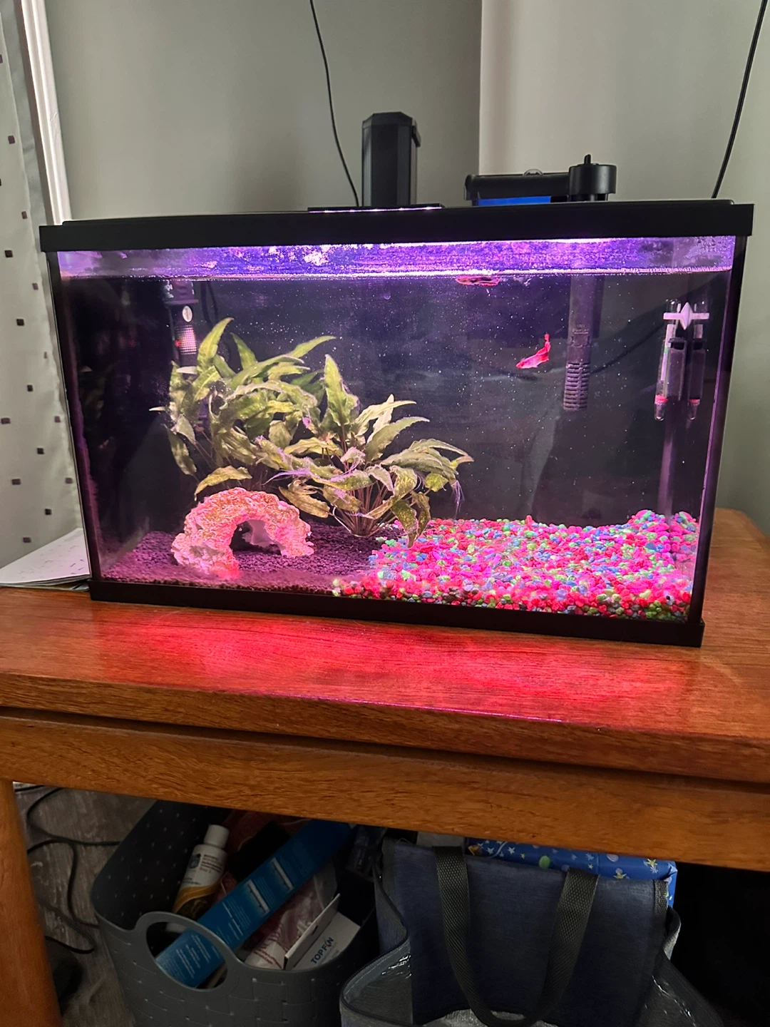10 Gallon Fish Tank