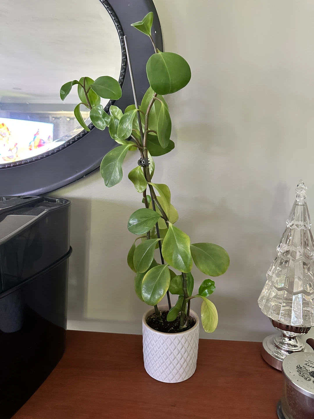 Peperomia Plant in White Textured Pot
