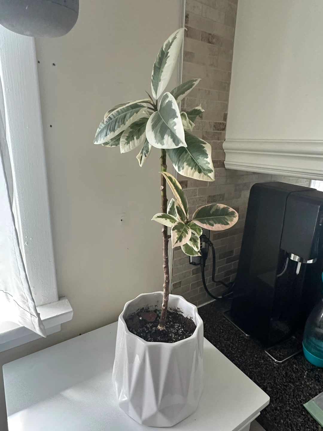 Variegated Ficus Elastica Plant in White Geometric Pot