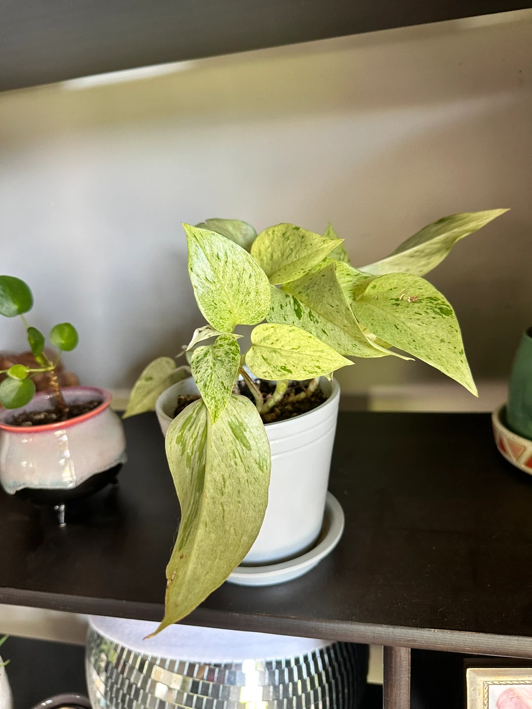 Marble Queen Pothos Plant