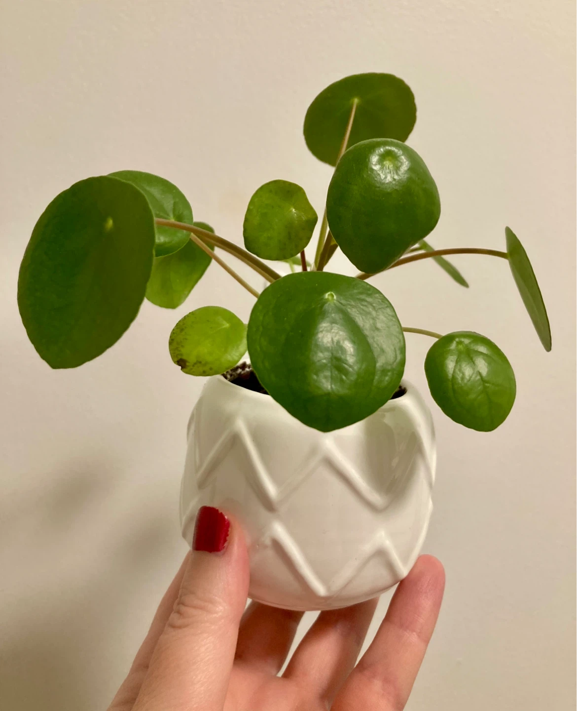 Pilea in Ceramic pot