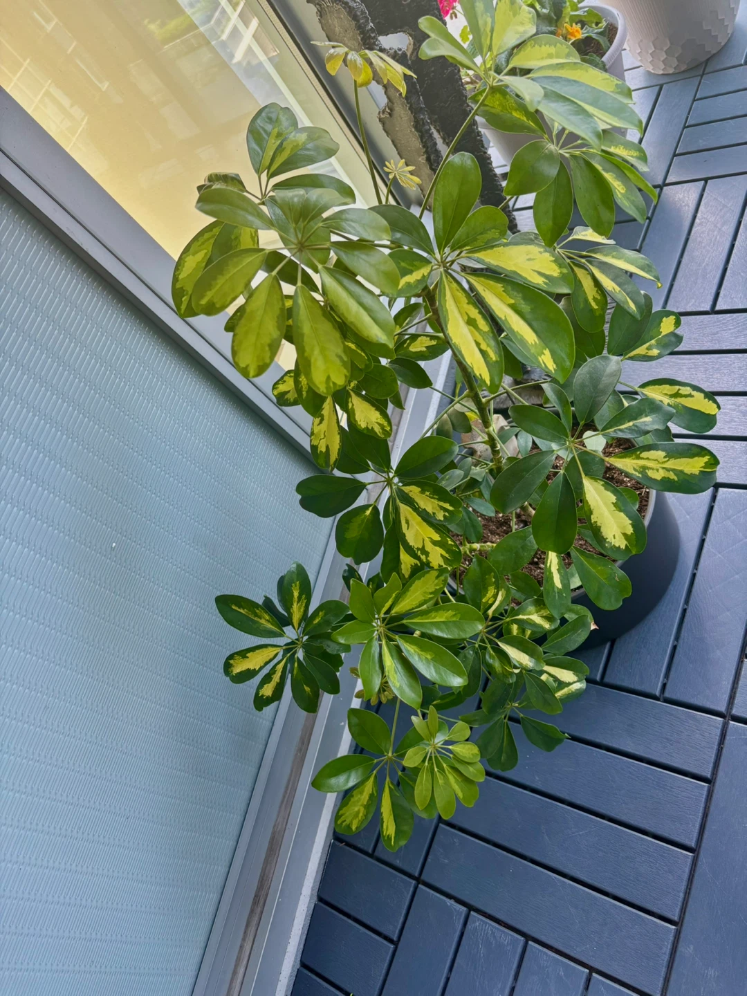Variegated Schefflera Plant