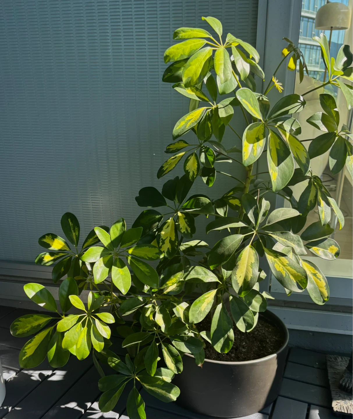 Variegated Schefflera Plant - photo 2