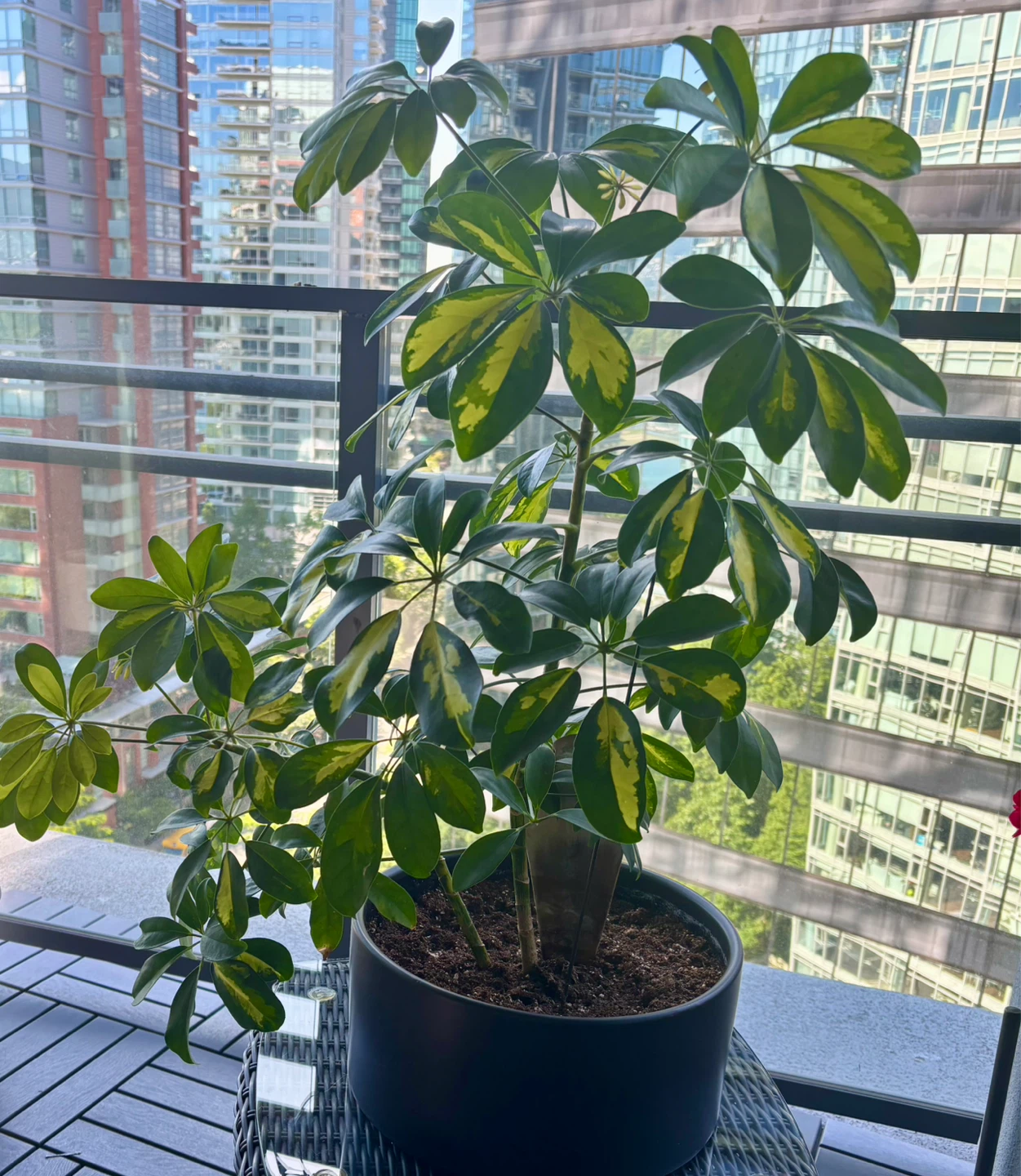Variegated Schefflera Plant - photo 3