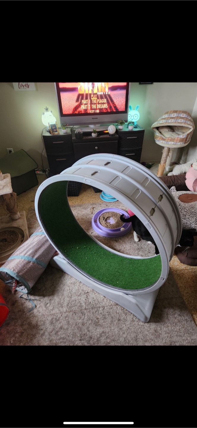 Grey Cat Exercise Wheel with Green Carpet
