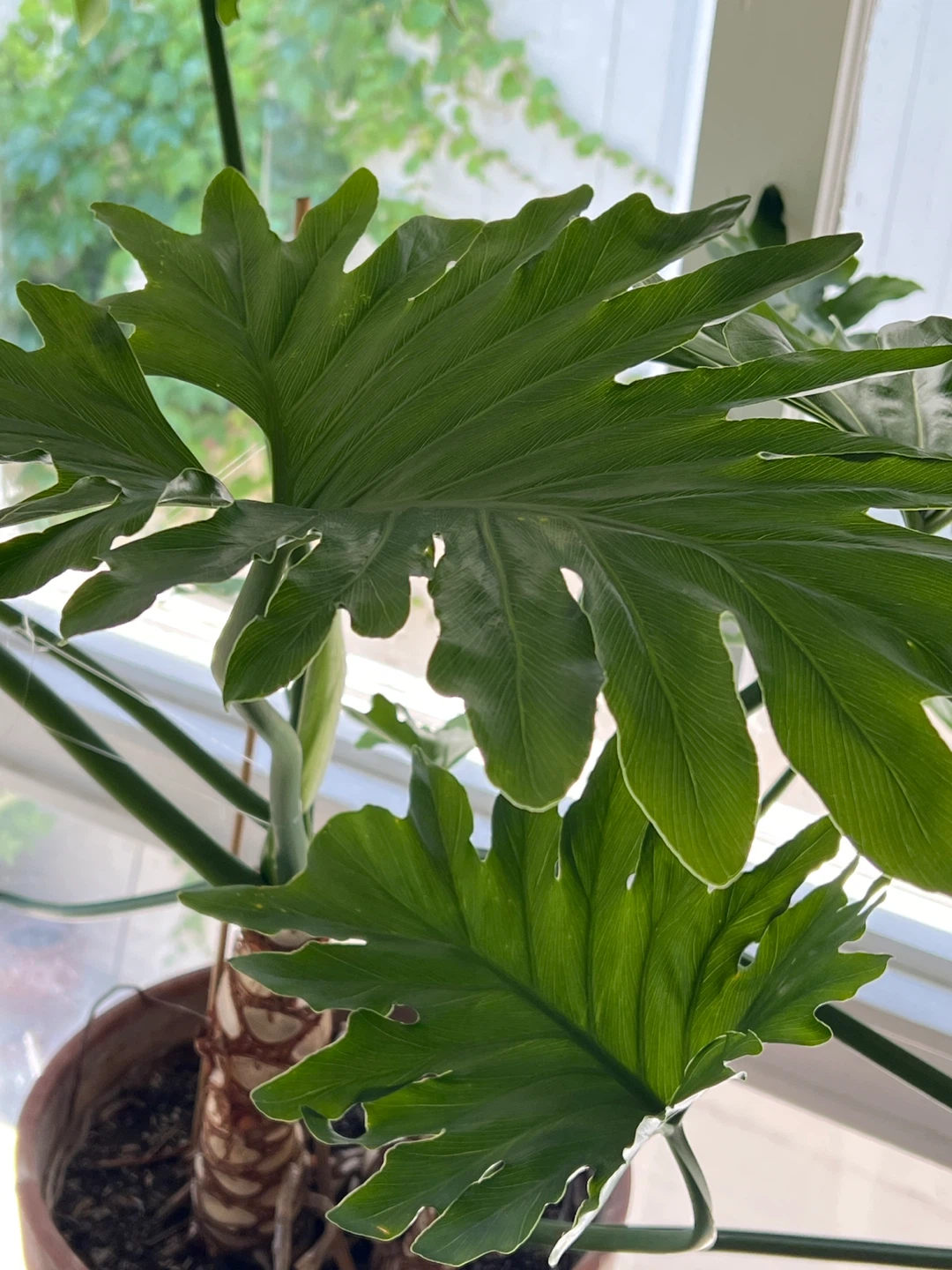 Large Philodendron Selloum Plant - photo 3