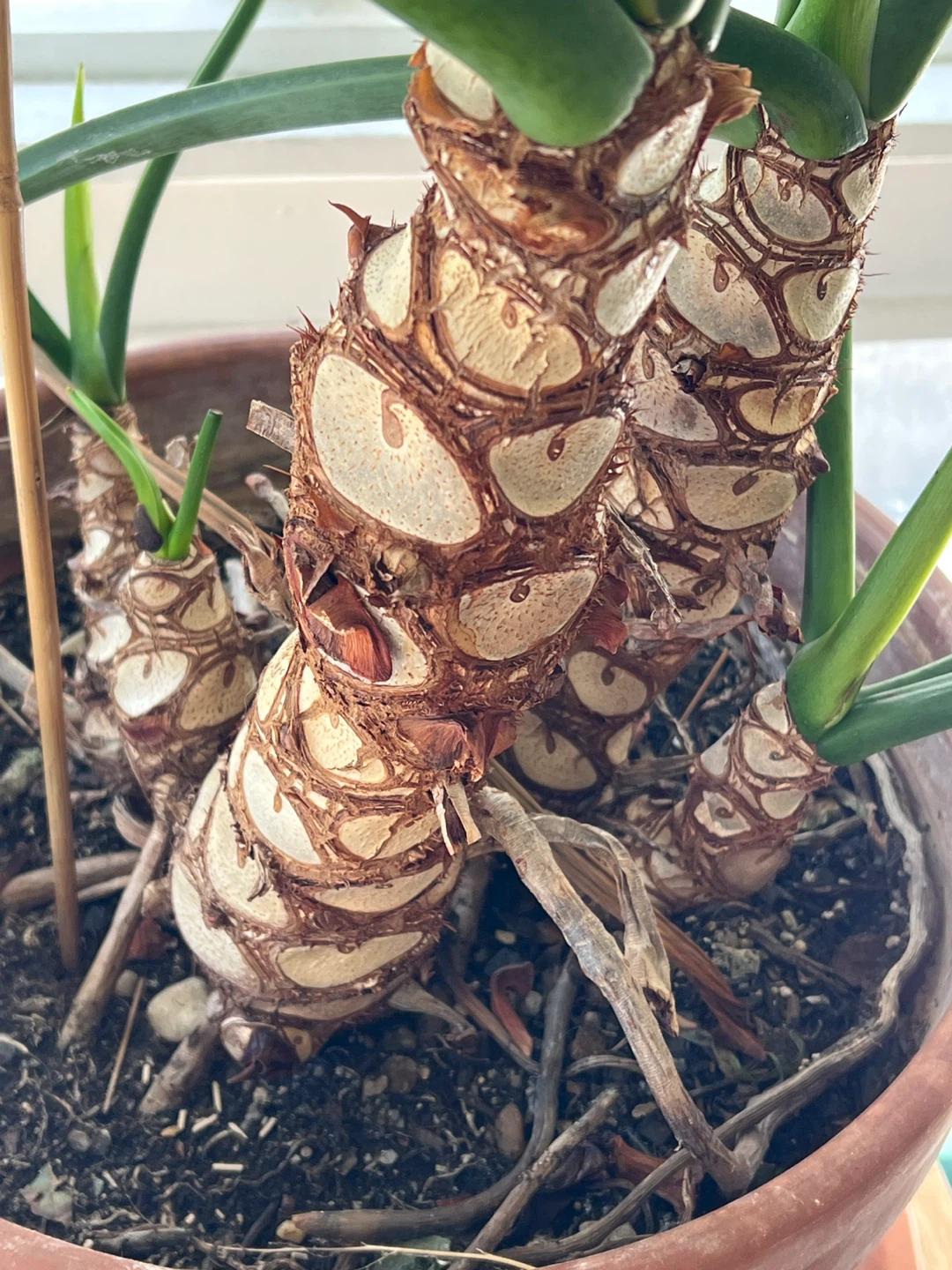 Large Philodendron Selloum Plant - photo 2