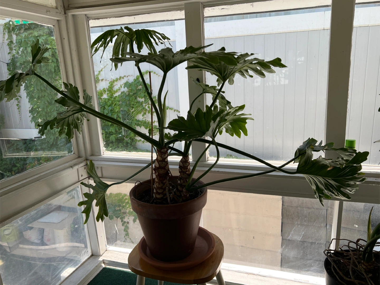 Large Philodendron Selloum Plant