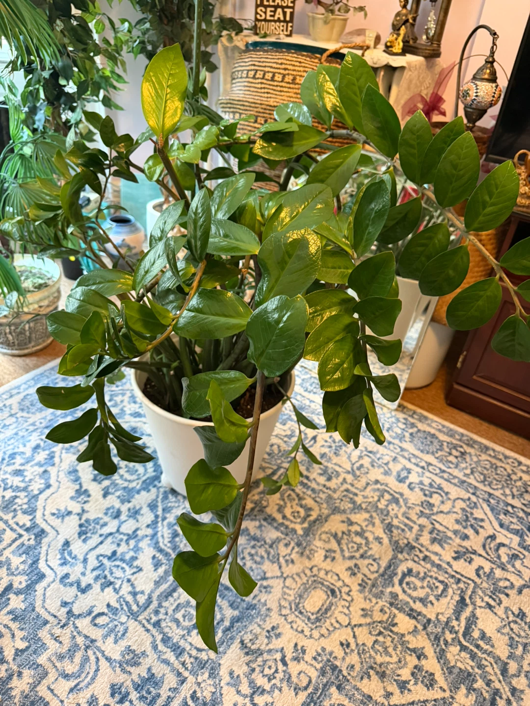 ZZ Plant in White Pot comes with 4 wheel pot