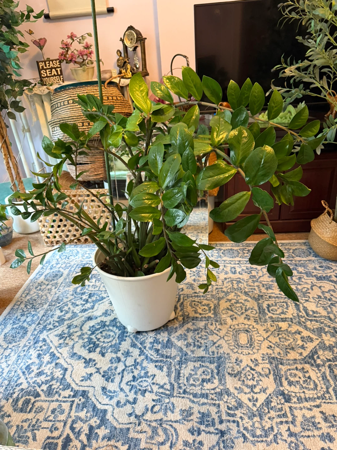 ZZ Plant in White Pot comes with 4 wheel pot - photo 3