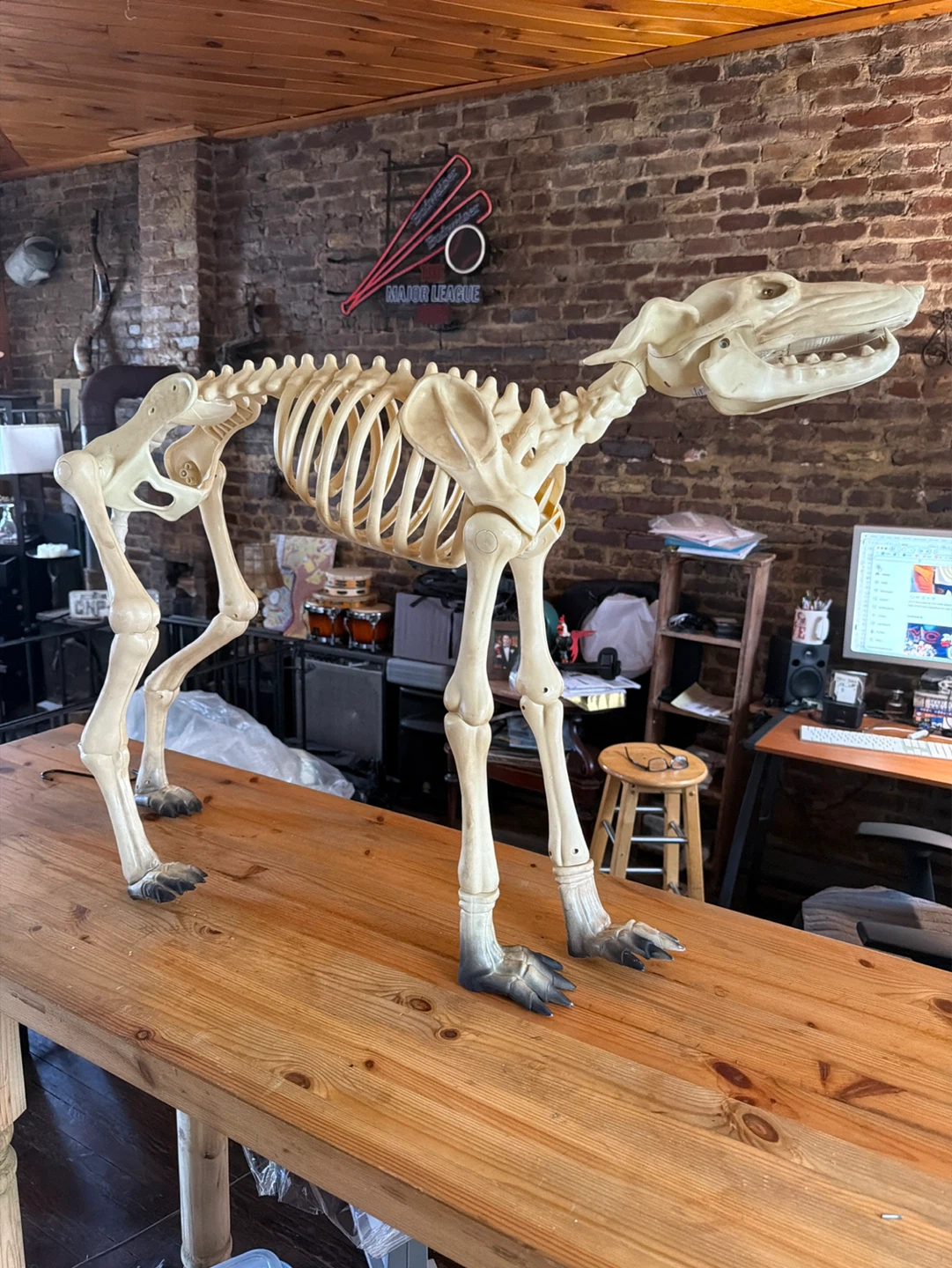 Dog Skeleton Model