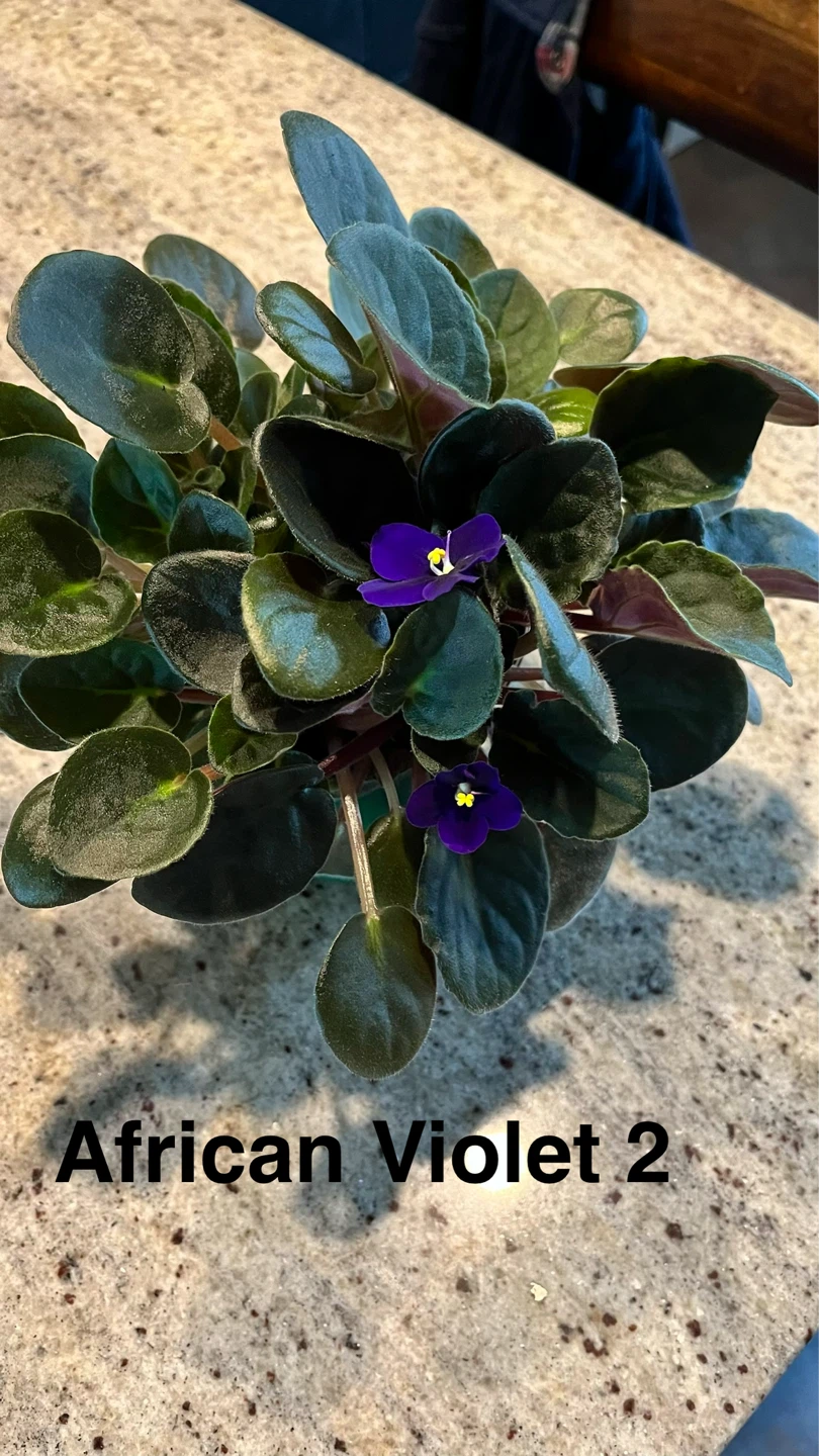 African Violet Plant - photo 2