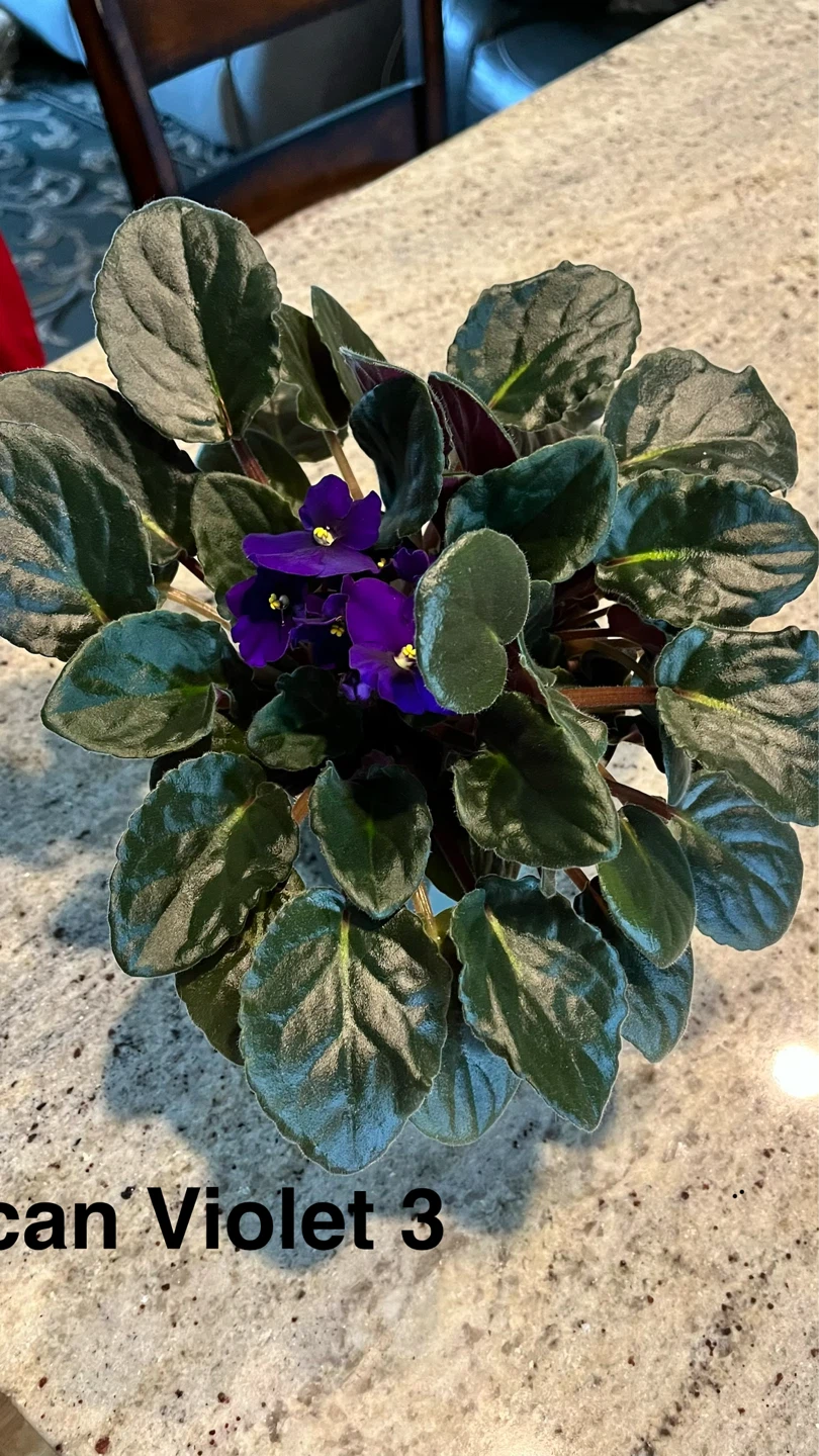 African Violet Plant