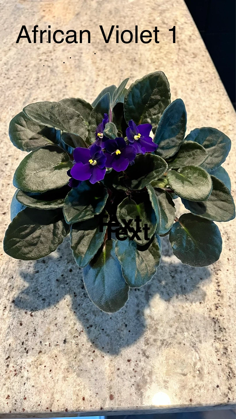 African Violet Plant - photo 3