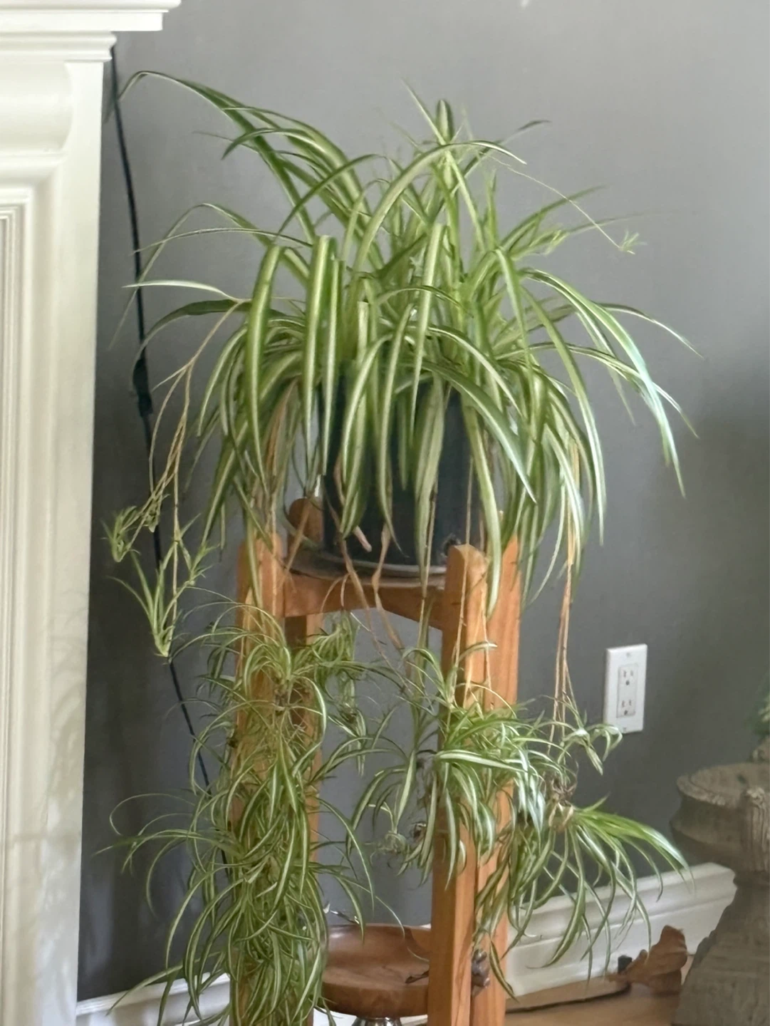 Spider Plant