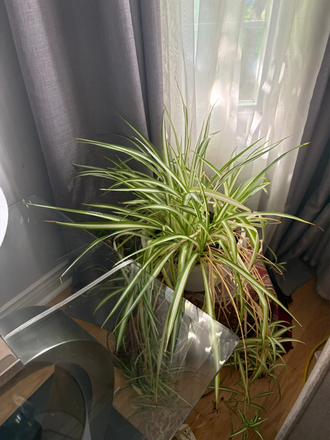 Spider Plant - photo 2