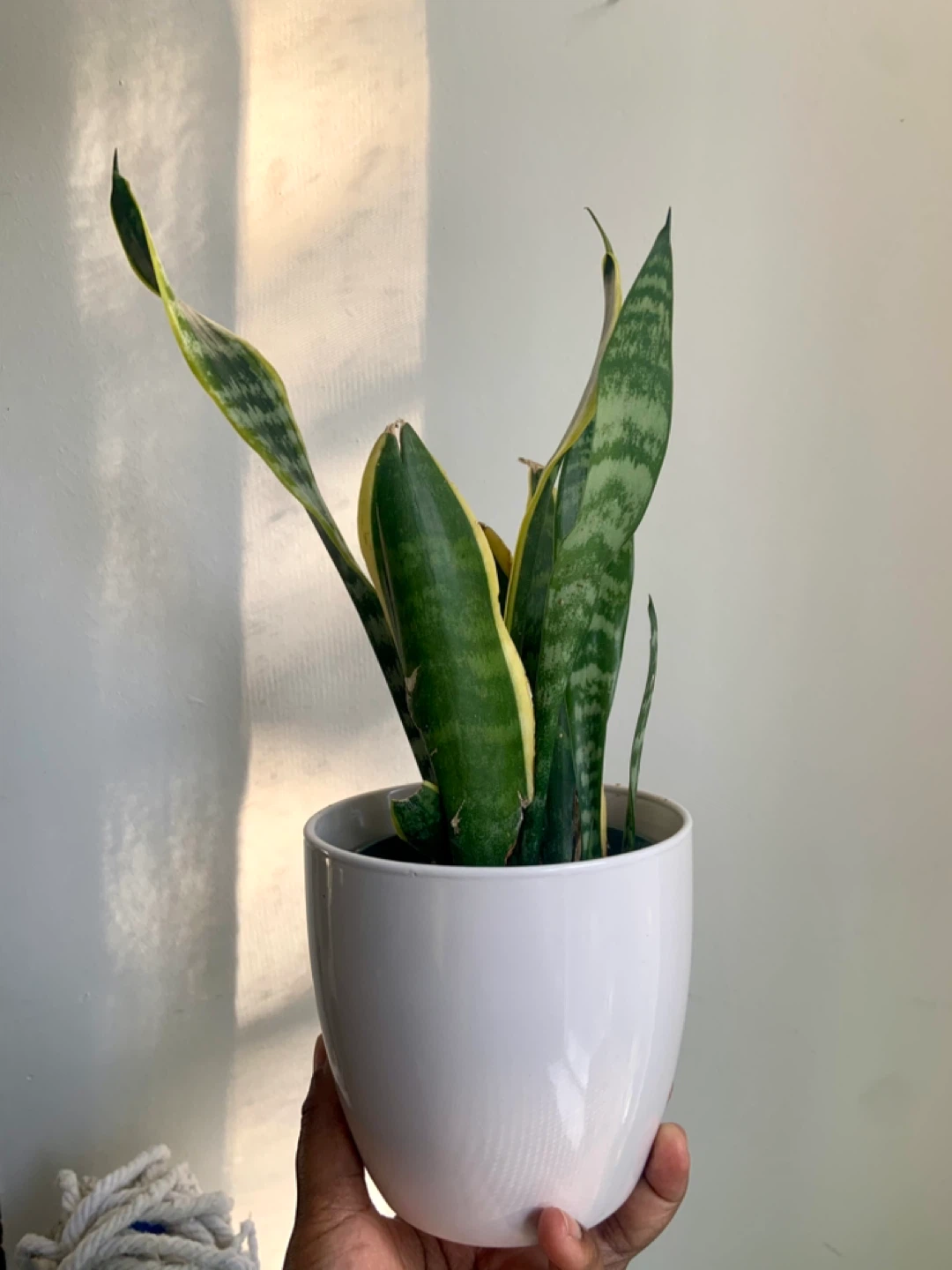 Snake Plant in ceramic pot