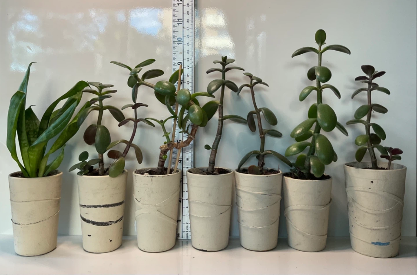 Potted jade and snake plants - photo 2