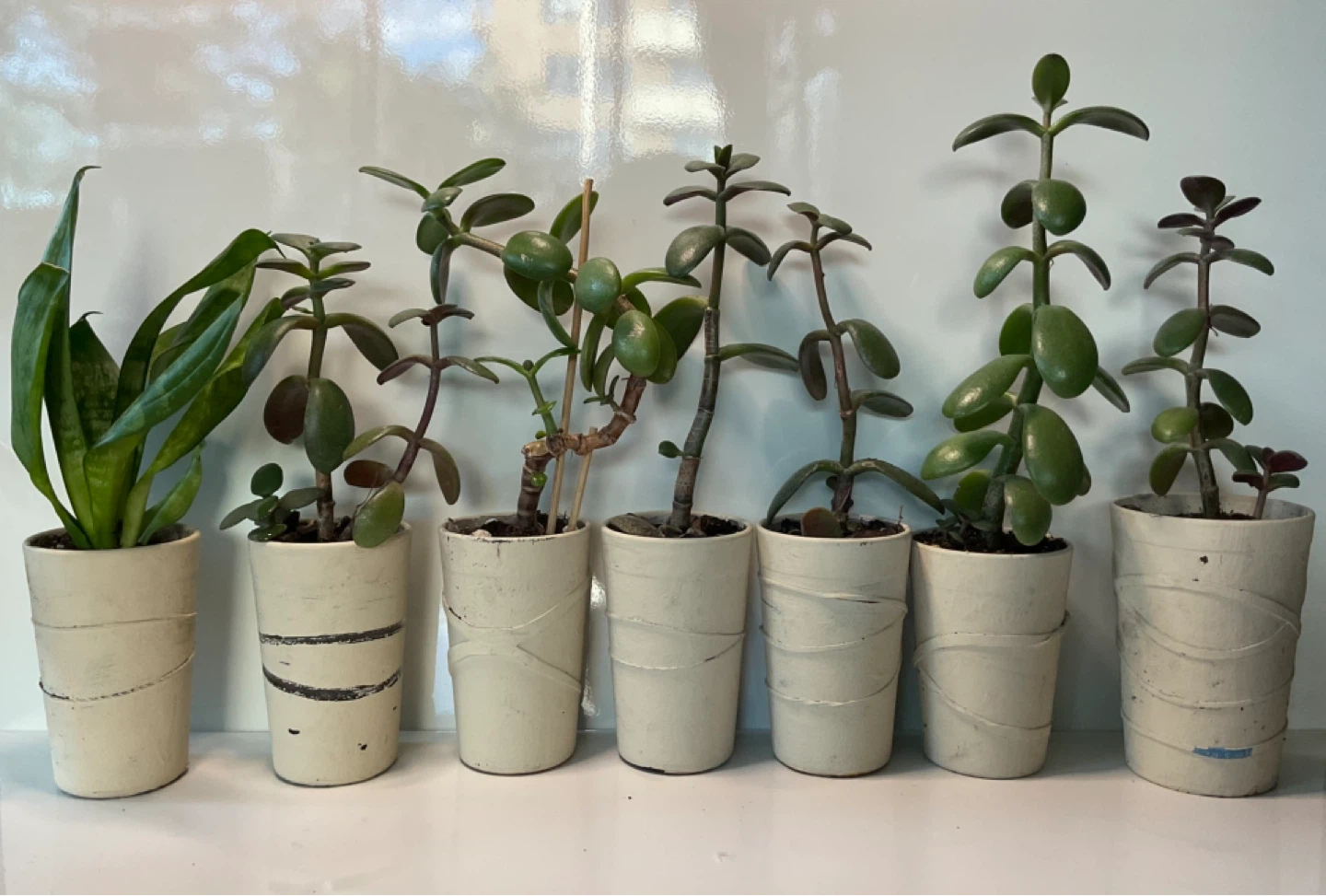 Potted jade and snake plants