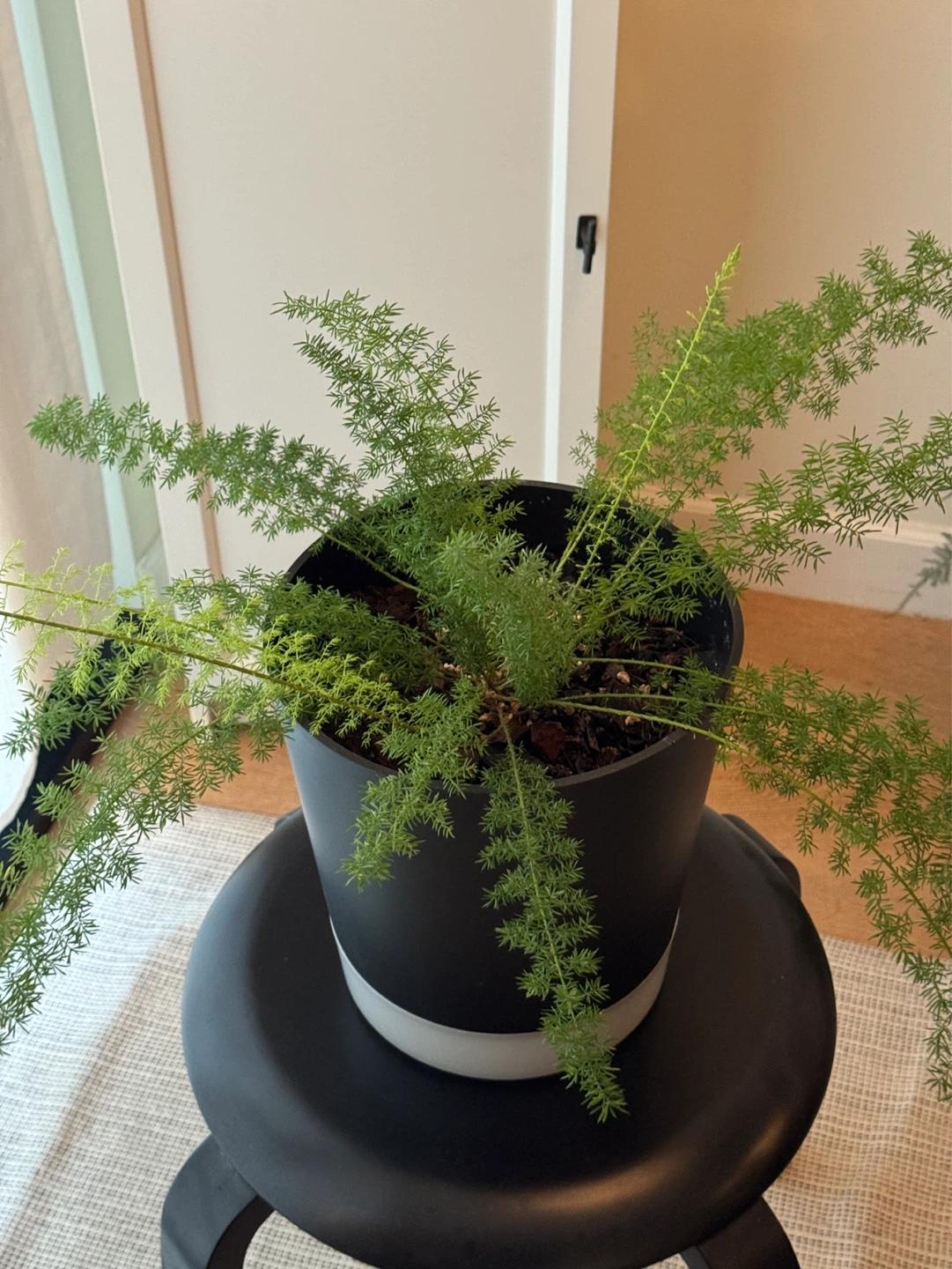 Foxtail fern - photo 5