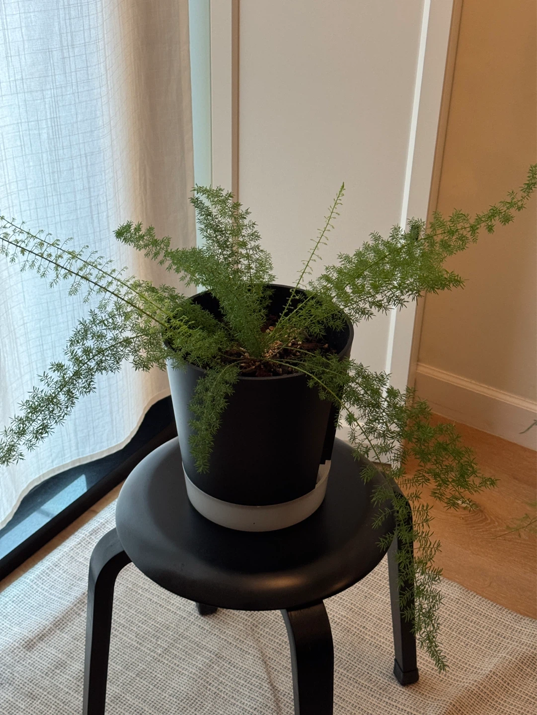 Foxtail fern - photo 2