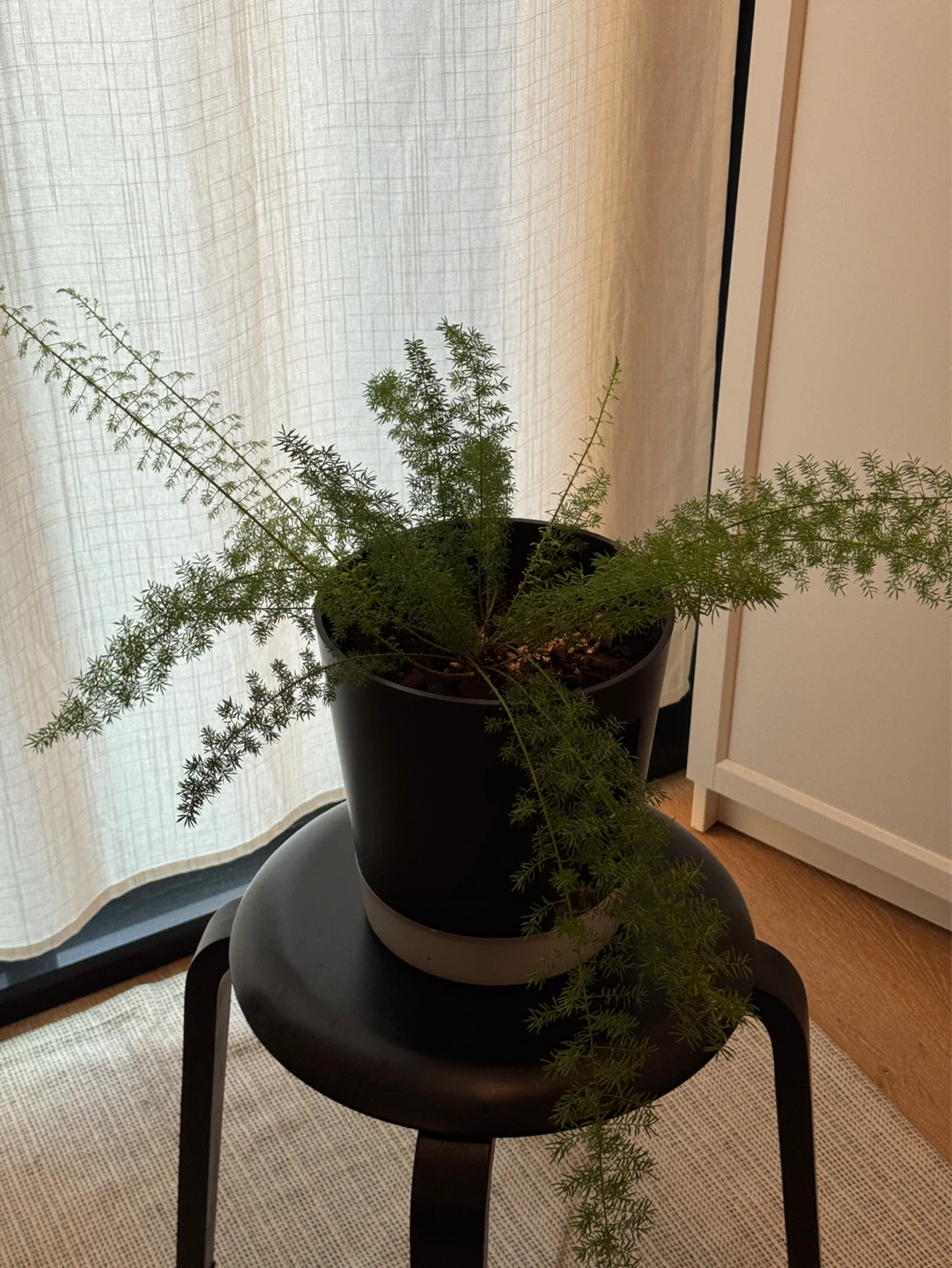 Foxtail fern - photo 4