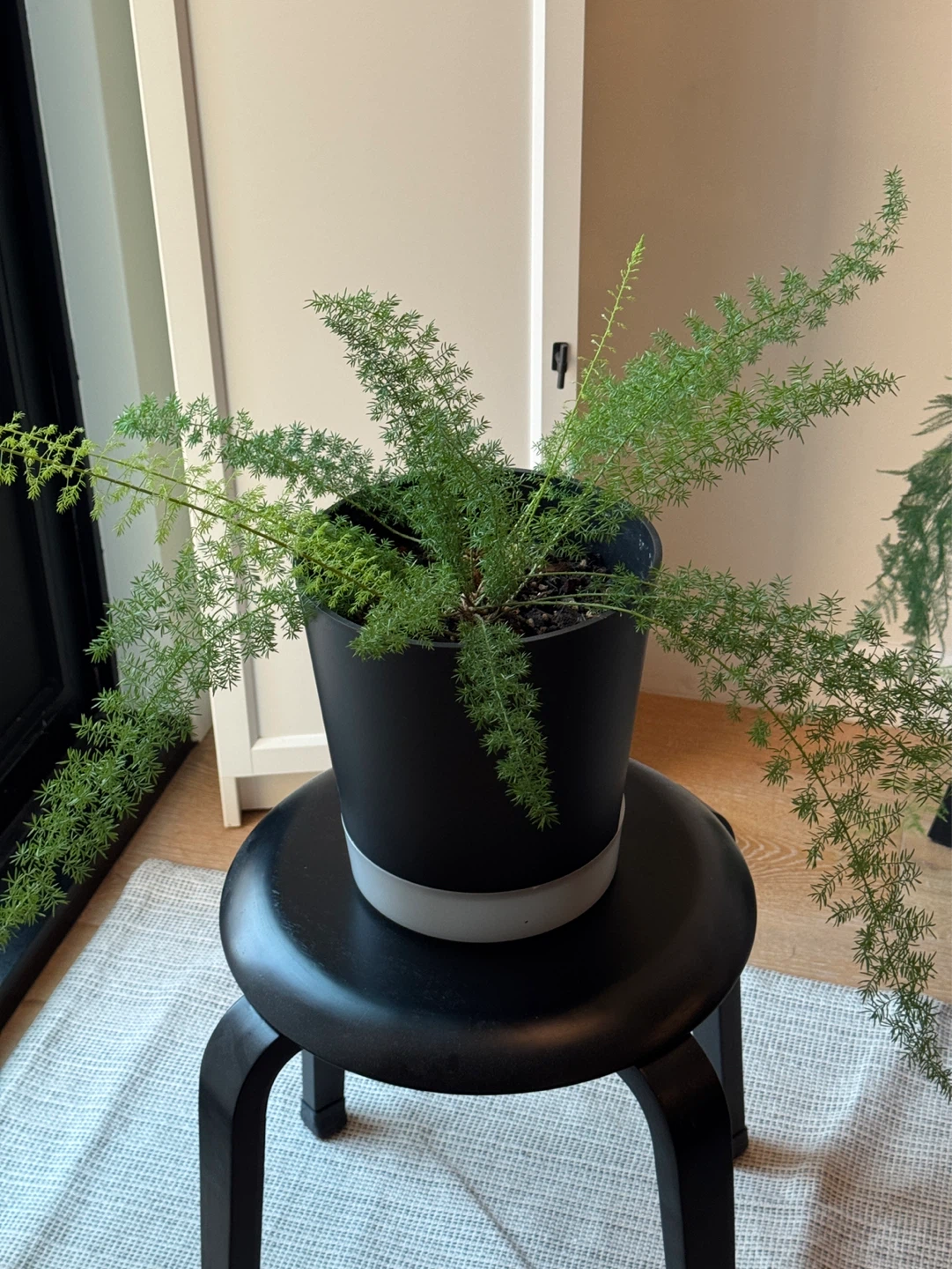 Foxtail fern