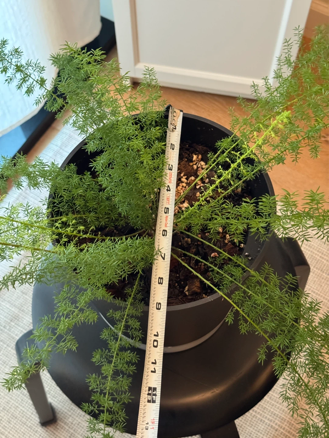 Foxtail fern - photo 3